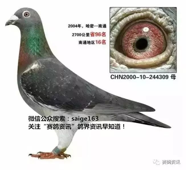 揭秘獨家自制賽鴿比賽提速藥秘訣，輕松贏在起跑線！