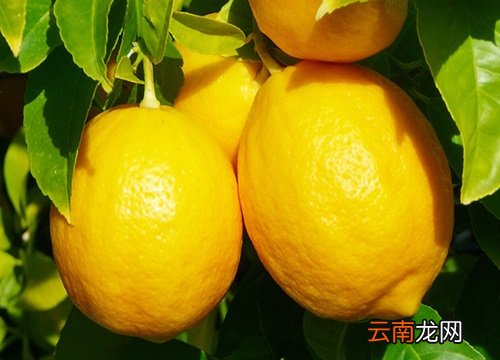 檸檬上市時間,檸檬上市時間，全面指南