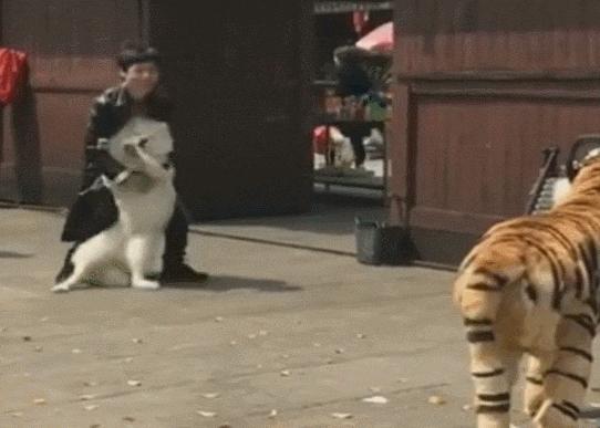 比格犬價格揭秘，一場友情的溫馨旅程開啟愛與忠誠的旅程
