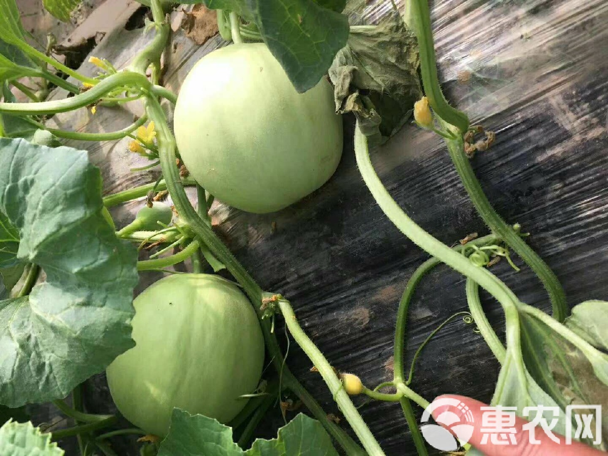 閆良甜瓜行情揭秘，夏日甜瓜情緣與夏日記憶