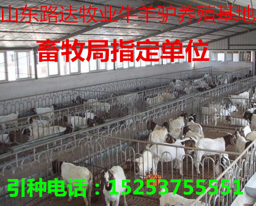羊苗最新價(jià)格及溫情小故事，友情與羊苗的牽絆