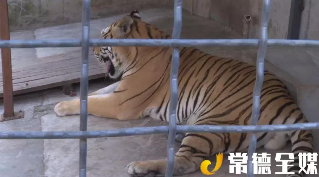 漢壽動(dòng)物園最新動(dòng)態(tài)，學(xué)習(xí)之旅中的變化與成就感的源泉